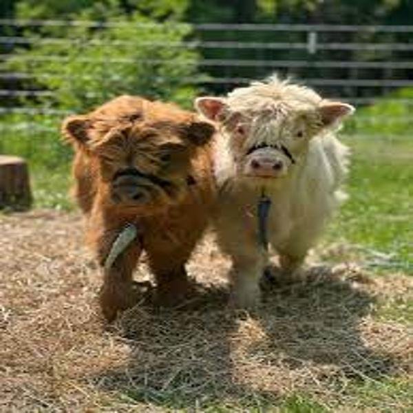 miniature highland bull