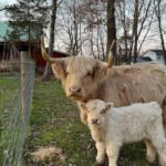 mini highland bull