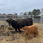 mini highland cow pet