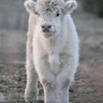 Mini Highland Cow for sale