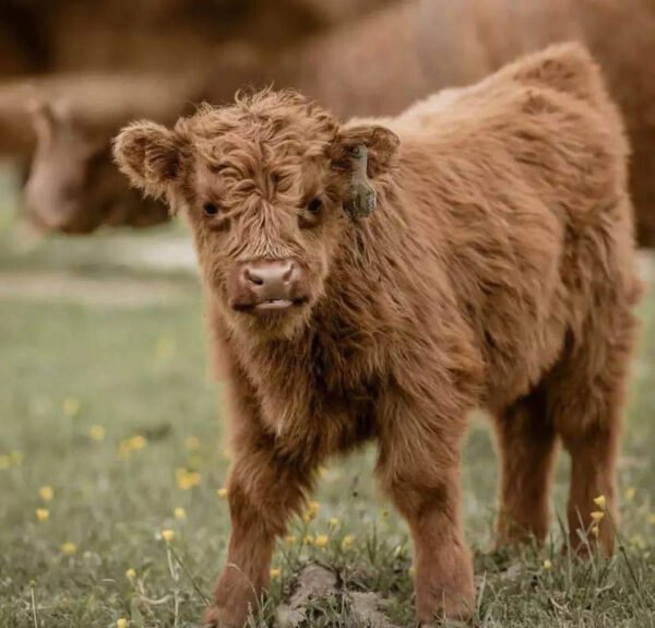 miniature cattle
