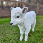 mini highland heifer for sale