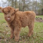 miniature cow