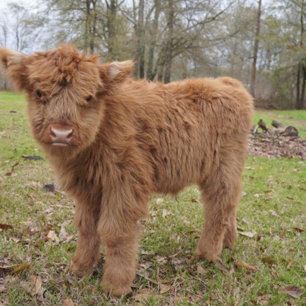 miniature cow