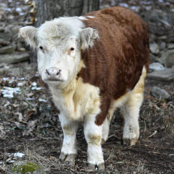 buy mini highland cows