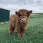 mini highland cow