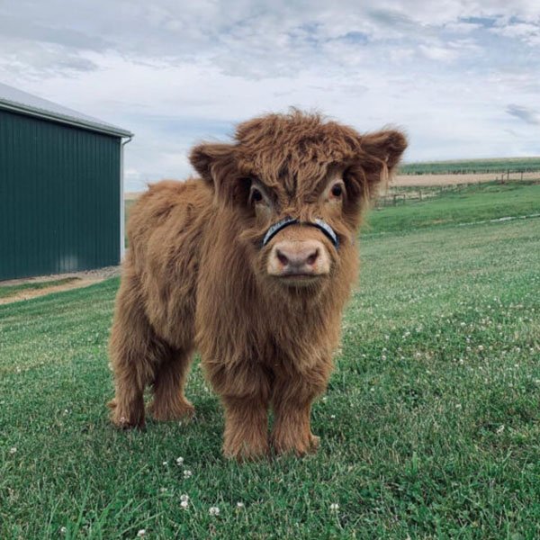 mini highland cow